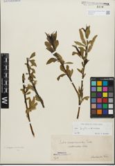 Foto von Salix fragilis L. x Salix triandra L.